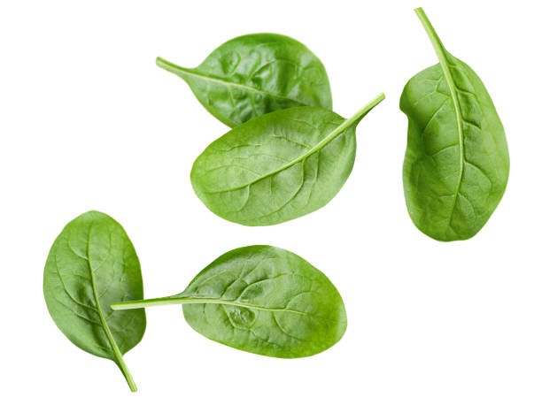 spinate leaves levitated spinate leaves on white isolated background spinach stock pictures, royalty-free photos & images