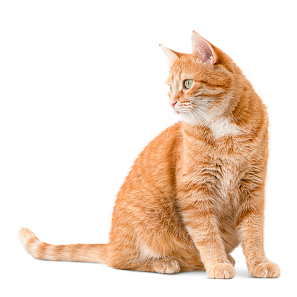 ginger cat sits and looks away, on a white isolated background