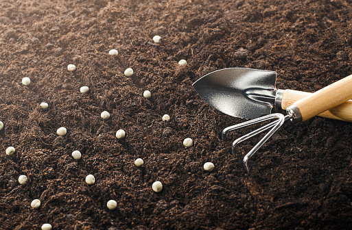 seeds and gardening tools lie on the ground