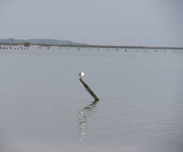 istock A wooden post in the sea with a bird perched on top 1965101263