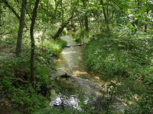 istock Clean flowing waters of the river in a lush forest 1965101285