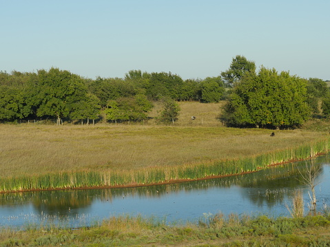 Calm pond along a grassy farm reflecting the trees in the distance