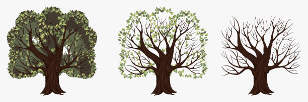 ilustrações de stock, clip art, desenhos animados e ícones de tree with and without foliage. symbol of change of seasons - changing form change backgrounds leaf