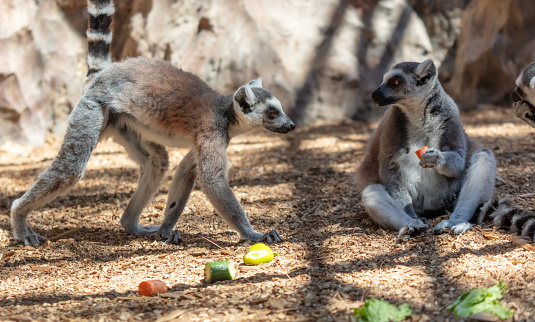 Lemurs eat vegetables at the zoo.