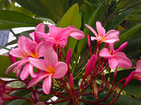 Red frangipani flowers wet by rainwater
