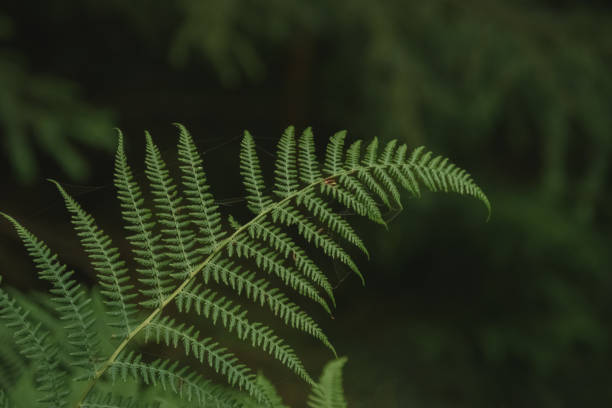istock Green fern leaf against a backdrop of trees 1965114891