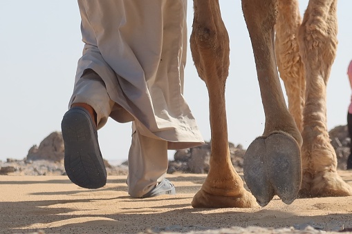 Camel Caravan with men trekking and hiking through the western desert in Egypt n Bahariya oasis