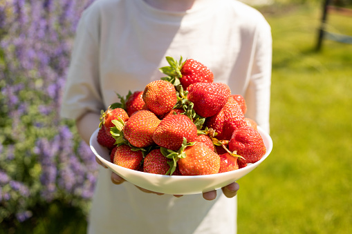 Boy holding a bowl with strawberry harvest