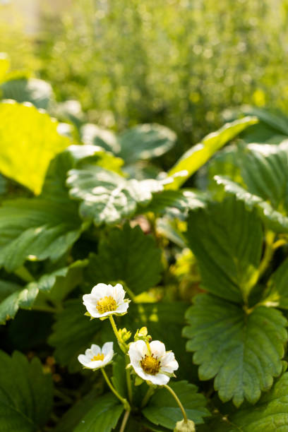 Glose-up of a strawberry bush blooming
