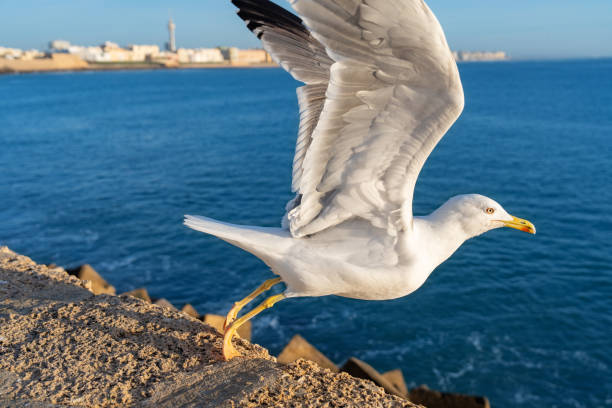 panorama miasta kadyks i plaża z mewami w andaluzji w hiszpanii - christianity cadiz spain old town zdjęcia i obrazy z banku zdjęć