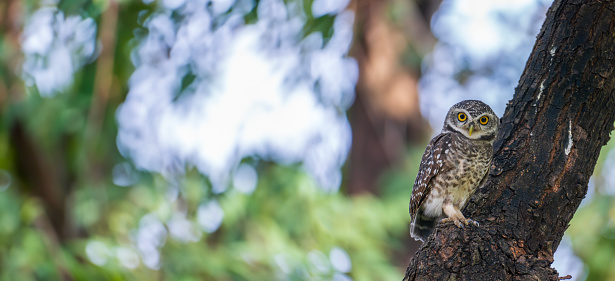 Spotted Owlet (Athene brama) perched on a tree in nature. Banner panorama