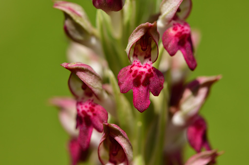 orchid in spring