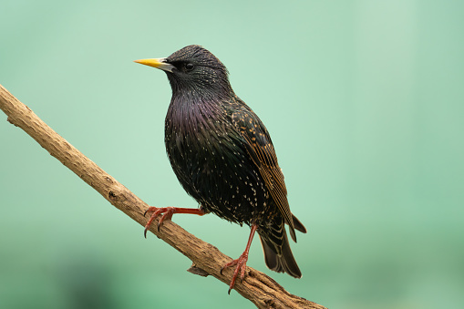 A starling perching on a branch