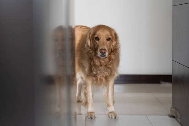 A golden retriever stands at the entrance of a room, gazing tenderly and attentively at the camera