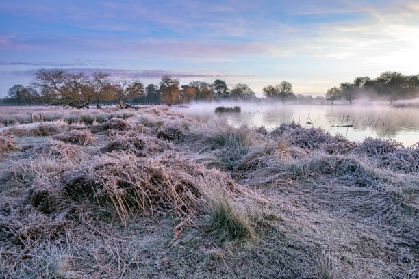 istock Frosty January morning at Bushy Park 1965153652