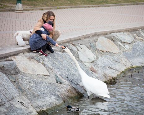 By a lake on an autumn day, a little girl, her mother and their small dog feed a white swan, which stretches its neck to grab the food.