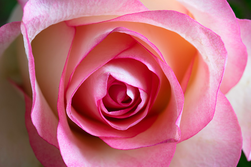 A pink rose.