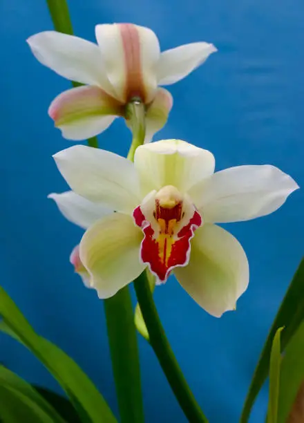 Phalaenopsis orchid blooming in a greenhouse, close-up