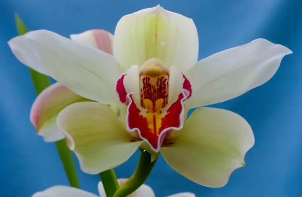 Phalaenopsis orchid blooming in a greenhouse, close-up