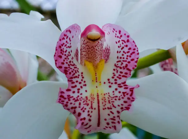 Phalaenopsis orchid blooming in a greenhouse, close-up