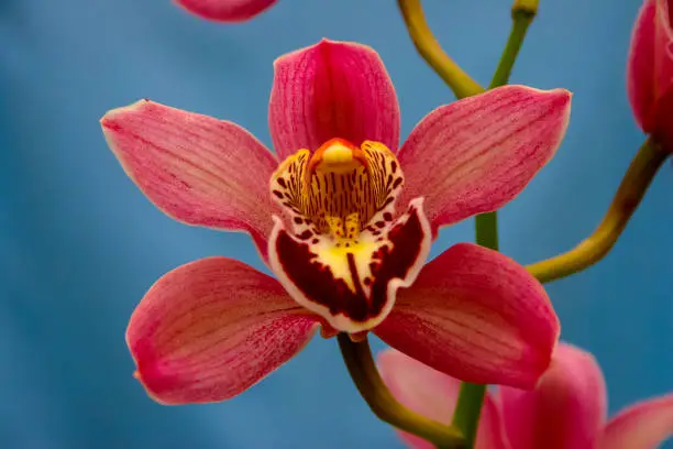 Phalaenopsis orchid blooming in a greenhouse, close-up