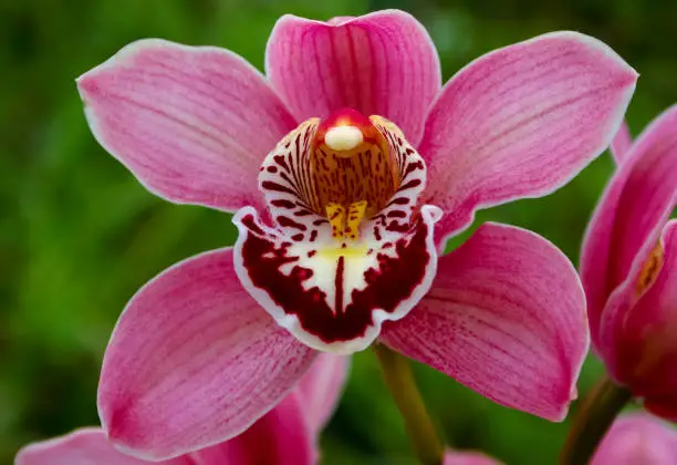 Phalaenopsis orchid blooming in a greenhouse, close-up