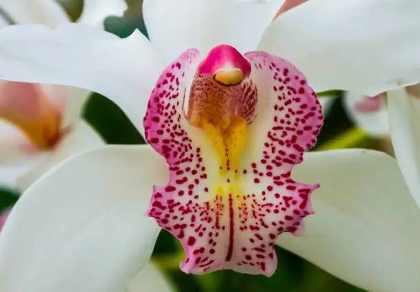 Phalaenopsis orchid blooming in a greenhouse, close-up