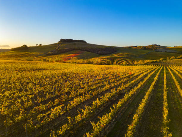 istock Tuscan vineyards in autumn 1965167192