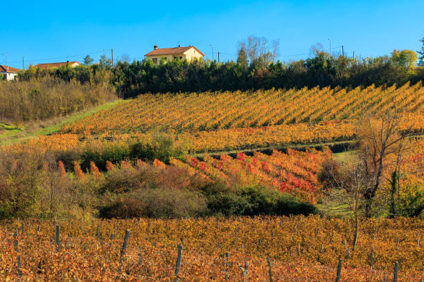 istock Vineyards in autumn in Tuscany 1965167327