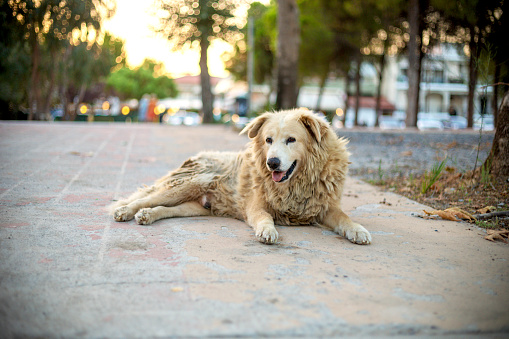 An old, dirty stray dog lies on the sidewalk and rests. A long-haired dog, uncombed and unkempt, uses the nice weather to rest on the warm concrete.