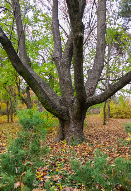 the trunk of old trees in autumn among the yellow fallen leaves - tree branch tree trunk leaf - fotografias e filmes do acervo