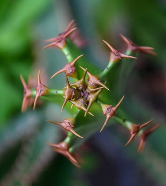 Succulent with succulent stem storing water, stem apex (Euphorbia sp.)