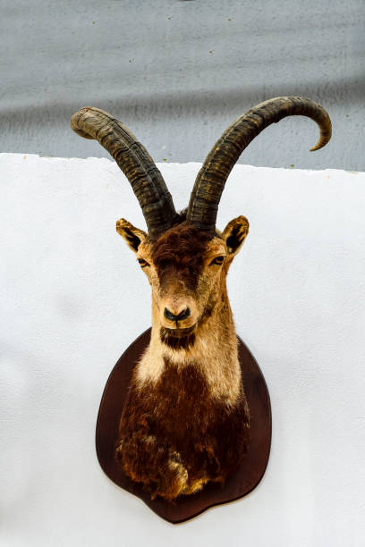 istock Mounted Antelope Head with Spiral Horns 1965187110