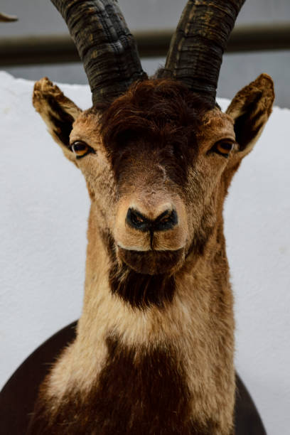 istock Mounted Antelope Head with Spiral Horns 1965187112