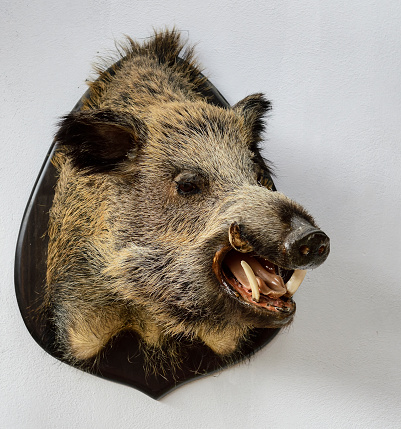 This image features a taxidermied wild boar head mounted on a white wall, showcasing its coarse fur and sharp tusks.