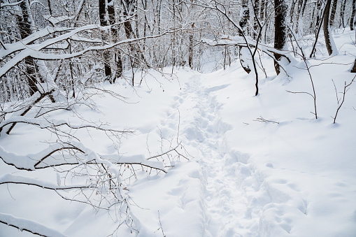 A well-trodden path in a winter forest, a city park, snowdrifts on the road. High quality photo
