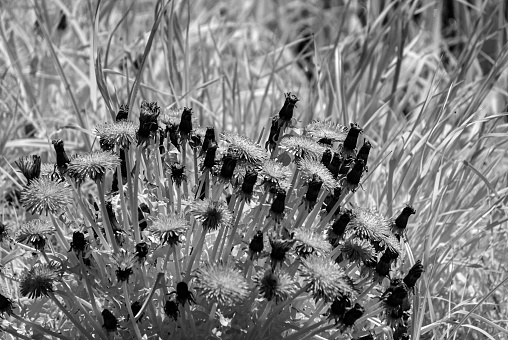 abstract black and white photo with plant texture, monochrome photo