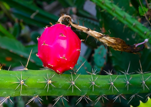 (Cactaceae) Harrisia (Eriocereus sp.) red fruit with seeds on a cactus trunk