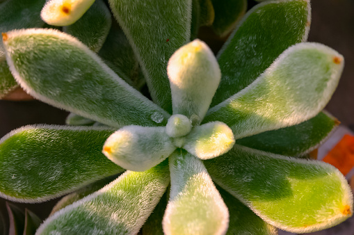 plants details