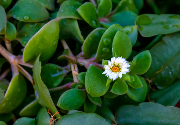 (Delosperma sp.) succulent plant flower with succulent leaves (Delosperma sp.) succulent plant flower with succulent leaves delosperma nubigenum stock pictures, royalty-free photos & images