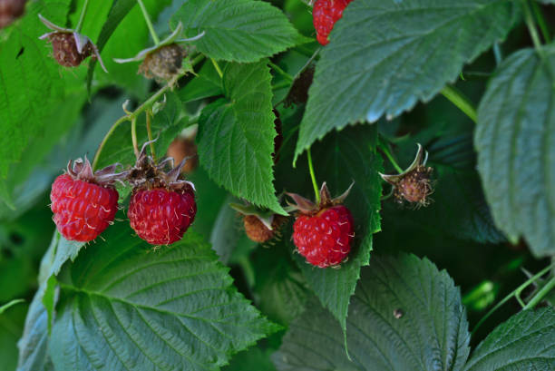 istock red raspberries on the green leaves background close up 1965214081