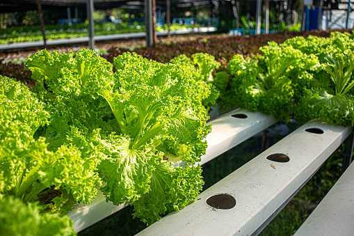 Hydroponic Vegetable Farm. How to grow hydroponics using the water system in the greenhouse. Without soil. The concept of growing healthy vegetables in a controlled system.