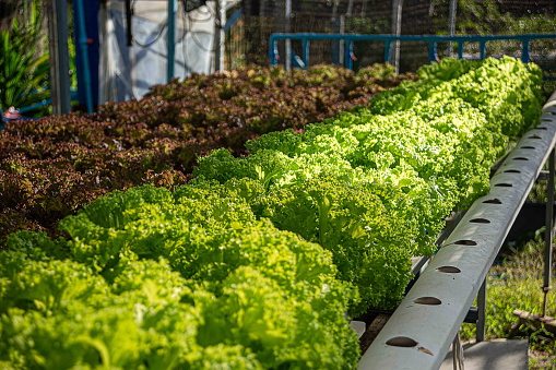 Fresh green and red oak lettuce field in agriculture farming. Organic salad plants, close up hydroponic vegetable leaves for health food, greenhouse, farmer. Hydroponic garden in water, without soil.
