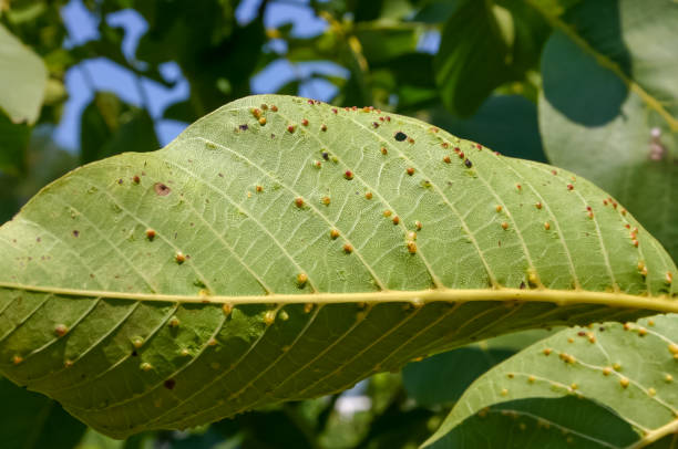 istock Galls with parasites on a green walnut leaf in the garden 1965215420