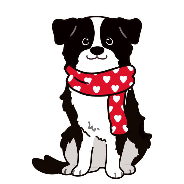 kuvapankkikuvitukset aiheesta yksinkertainen ja suloinen bordercollie sydänkuvioisella huivilla - bordercollie