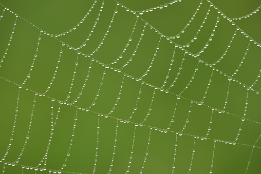 dew on the spider web