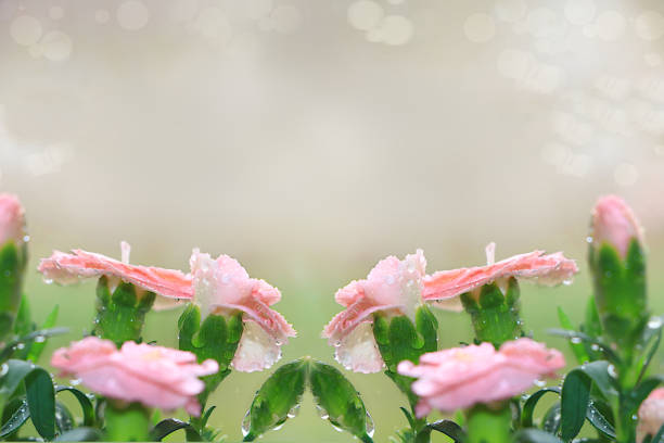 Abstract floral background with blurred background with bokeh.Delicate carnation flowers with dew drops after rain in the spring garden.The concept of the arrival of spring,floral card,template for design,selective focus