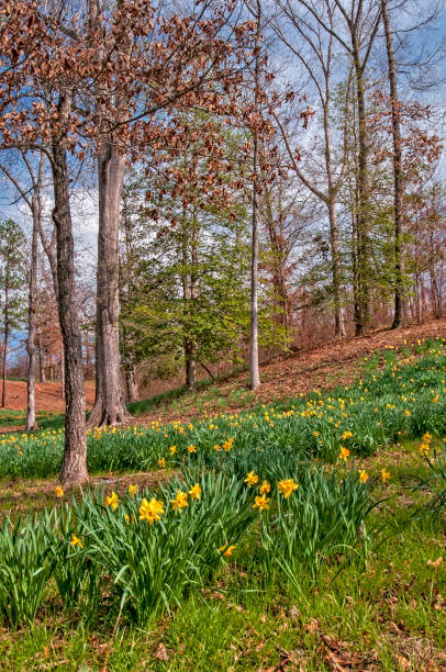 istock Wild Yellow Daffodils Underneath Hardwoods 1965222773