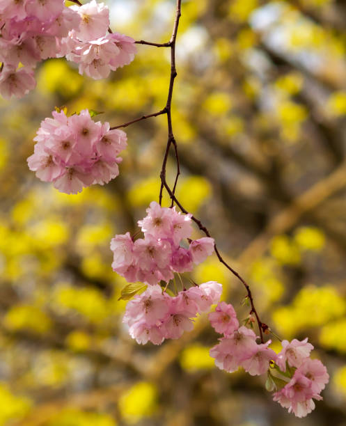 branch stock photo