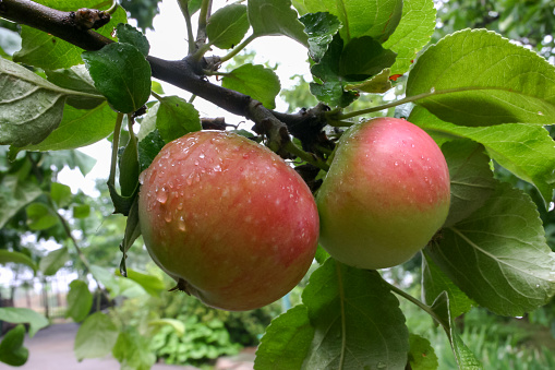 Blushing green apples on a tree branch after rain